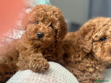 Cuccioli di barboncini toy maschi femmine