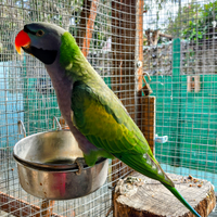 Parrocchetto derbyana maschio parlante