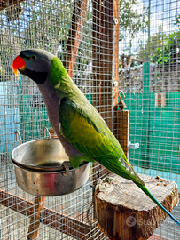 Parrocchetto derbyana maschio parlante