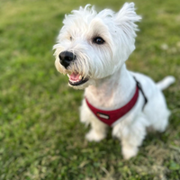 Fidanzata per il nostro Toby