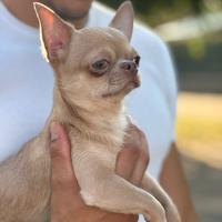 Chihuahua monta 1,5kg