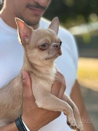 Chihuahua monta 1,5kg