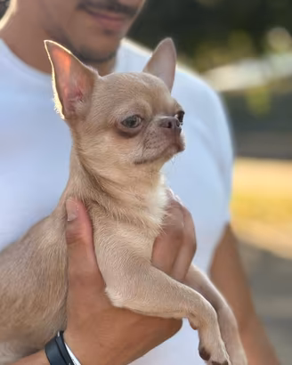 Chihuahua monta 1,5kg