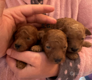 Barboncini Toy Red Brown