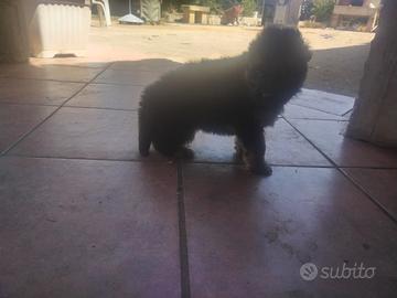 Cuccioli di pastore tedesco