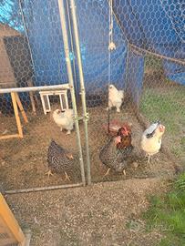 Galline