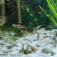Guppy