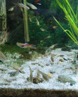 Guppy