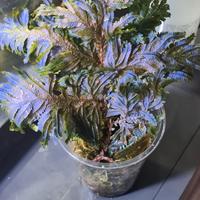 Pianta di Selaginella Willdenowii 