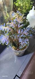 Pianta di Selaginella Willdenowii 