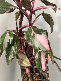 Philodendron Pink Princess