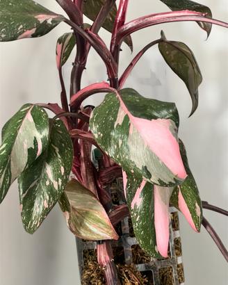 Philodendron Pink Princess