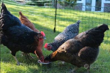 Galline e galli incroci ornamentali