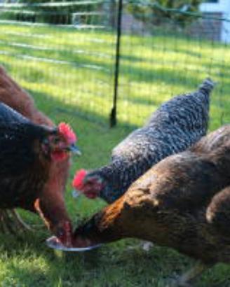 Galline e galli incroci ornamentali