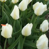 20 bulbi tulipani bianchi