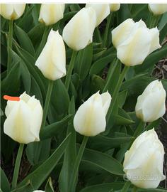 20 bulbi tulipani bianchi