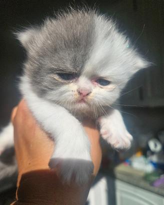 Gatta persiana gatto persiano