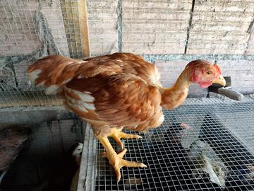 Pulcini di 2 mesetti e mezzo