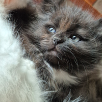 Cuccioli di gatto siberiano