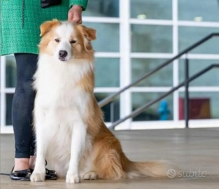 Stupendo stall0ne border collie