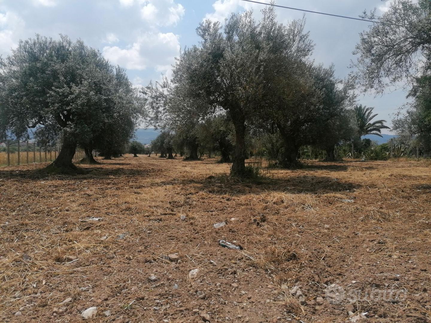 Terreno "CS" in c.da Billona - Comiso Rif. T293 - Vista 3