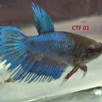 Betta femmine