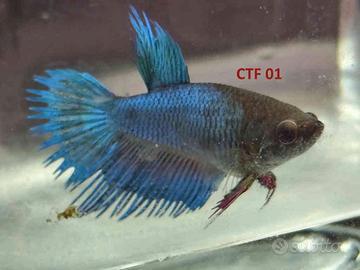 Betta femmine