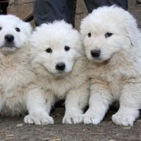 Cuccioli di maremmano