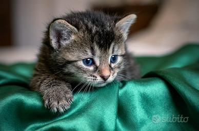Gatti siberiani