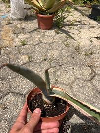 Piante agave americana variegata