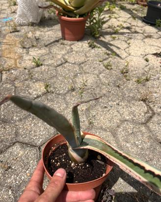Piante agave americana variegata