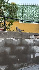 Gattino