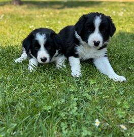 Border Collie pedigree Roi cuccioli maschi