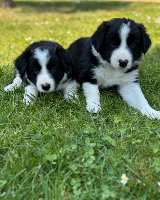 Border Collie pedigree Roi cuccioli maschi