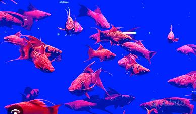 Pesci acquario portaspada
