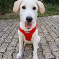 Fellon meravigliosa cucciola