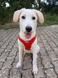 Fellon meravigliosa cucciola