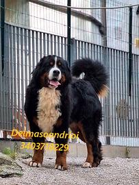 BOVARO DEL BERNESE maschio sterilizzato