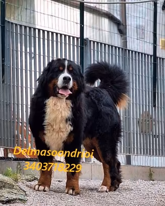 BOVARO DEL BERNESE maschio sterilizzato
