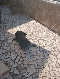 Corso originale