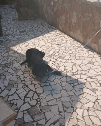 Corso originale