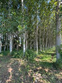 Terreno di 18000 mq con 720 piante di pioppo