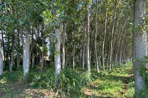 Terreno di 18000 mq con 720 piante di pioppo