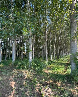 Terreno Agricolo di 18.000 mq con pioppeto attivo