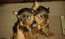 cucciolata-di-yorkshire-terrier