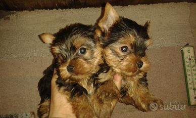 Due cucciole di yorkshire terrier