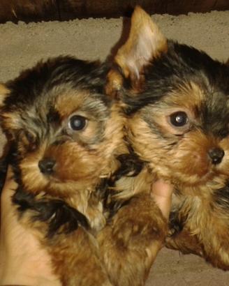Due cucciole di yorkshire terrier