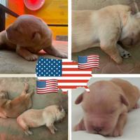 Cuccioli golden retriever 100% americani