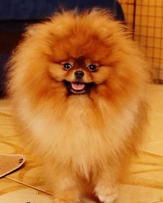 MONTA/ACCOPPIAMENTO volpino Pomerania TOY rosso