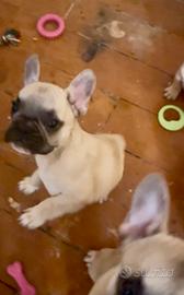 Bulldog francese